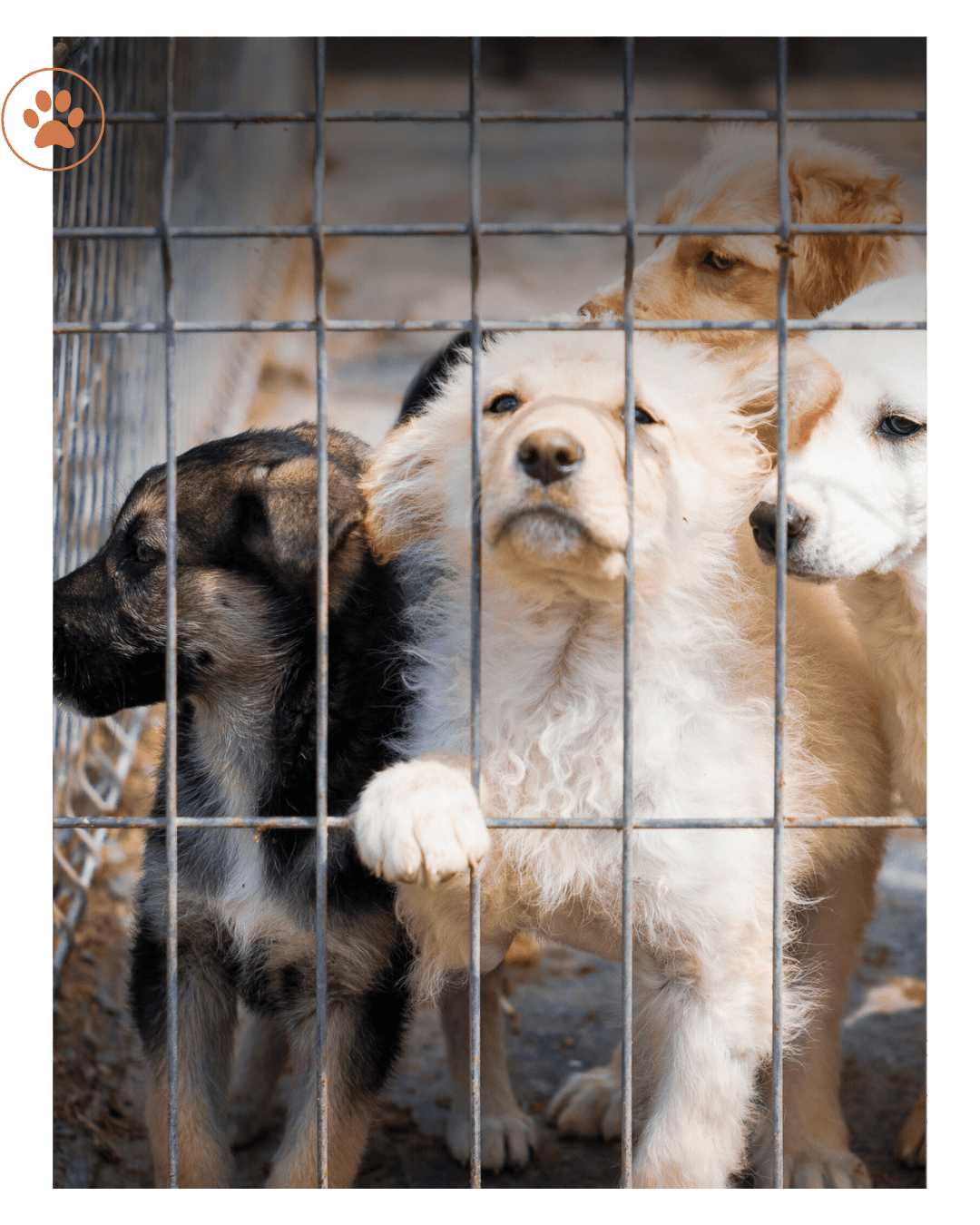 Nous accompagnons les particuliers, les associations de protection animale et les personnes mises en cause
